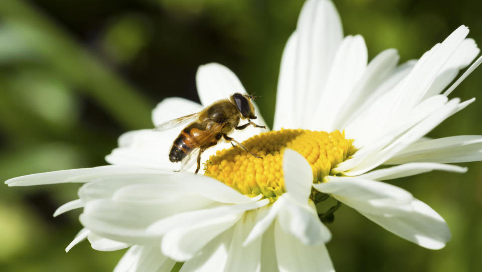 Združeni narodi 20. maj razglasili za svetovni dan čebel